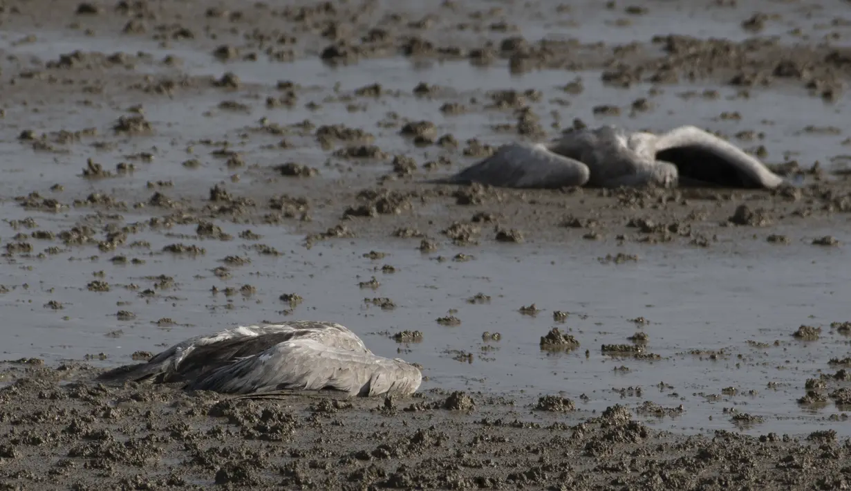 Dua burung bangau mati tergeletak di tanah di kawasan konservasi Danau Hula, utara Laut Galilea, Minggu (2/1/2022). Flu burung telah membunuh ribuan bangau yang bermigrasi dan mengancam hewan lain di Israel utara. (AP Photo/Ariel Schalit)