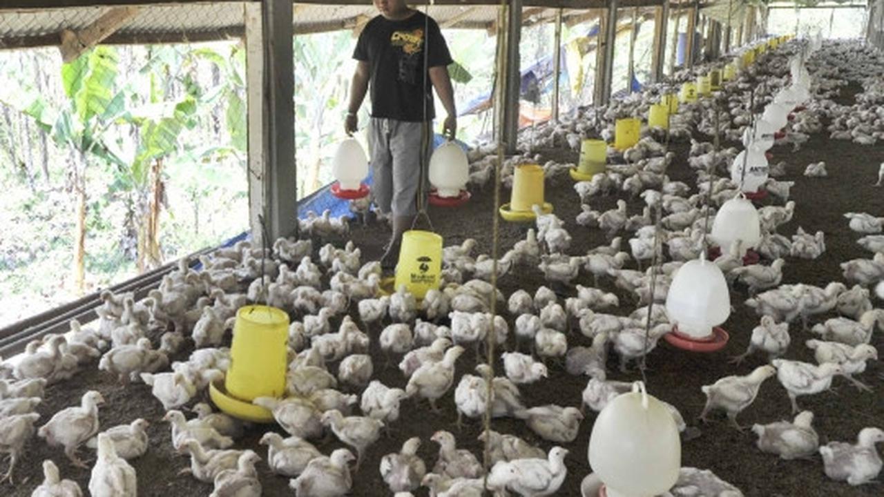 Gejolak kenaikan harga daging ayam tak berdampak kepada peternak