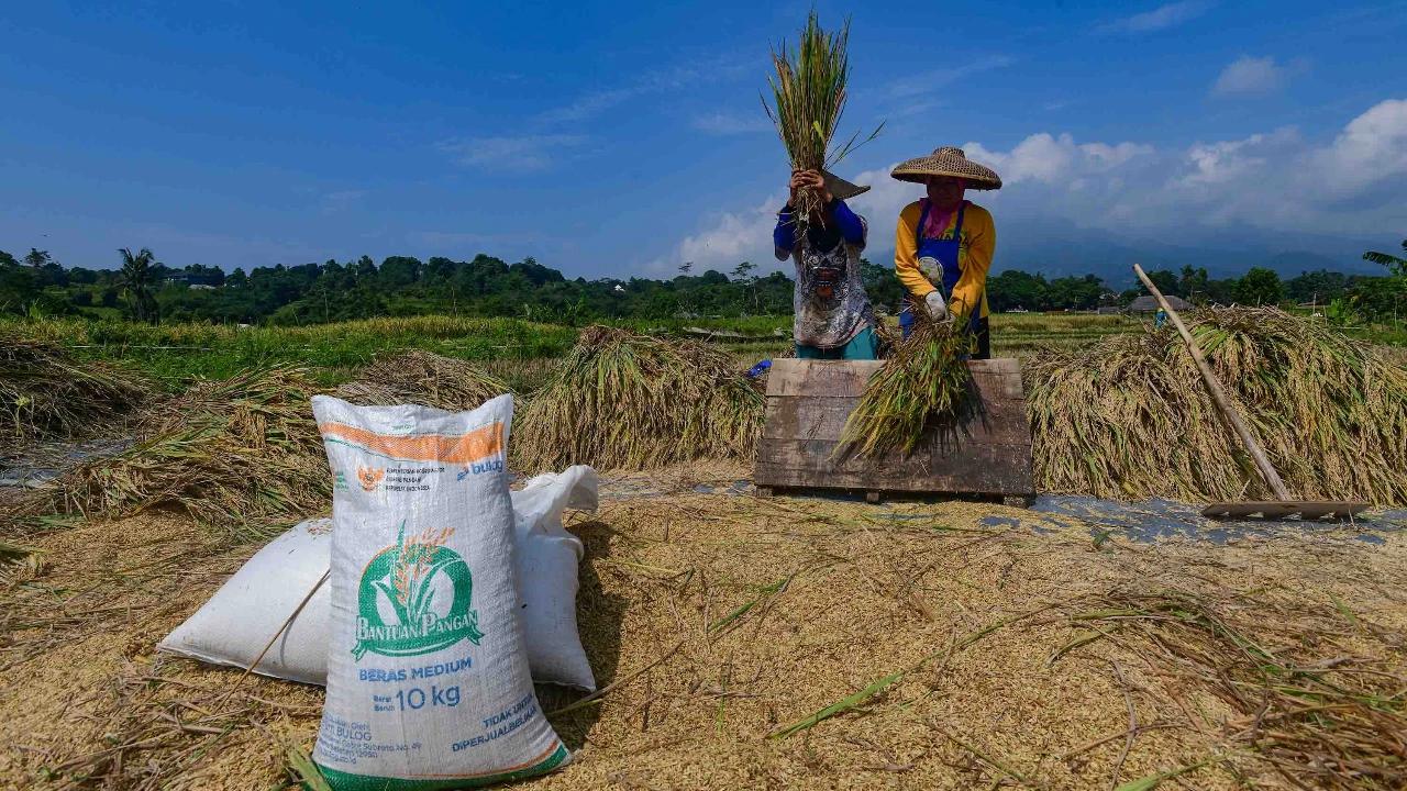 Serapan Gabah Petani Capai 74 Persen, Sinyal Positif Ketahanan Pangan Nasional