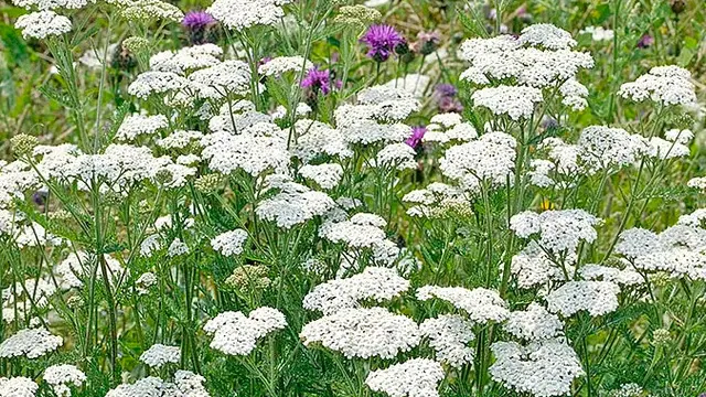 Achillea millefolium
