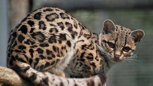 7 Jenis Kucing Paling Langka di Dunia