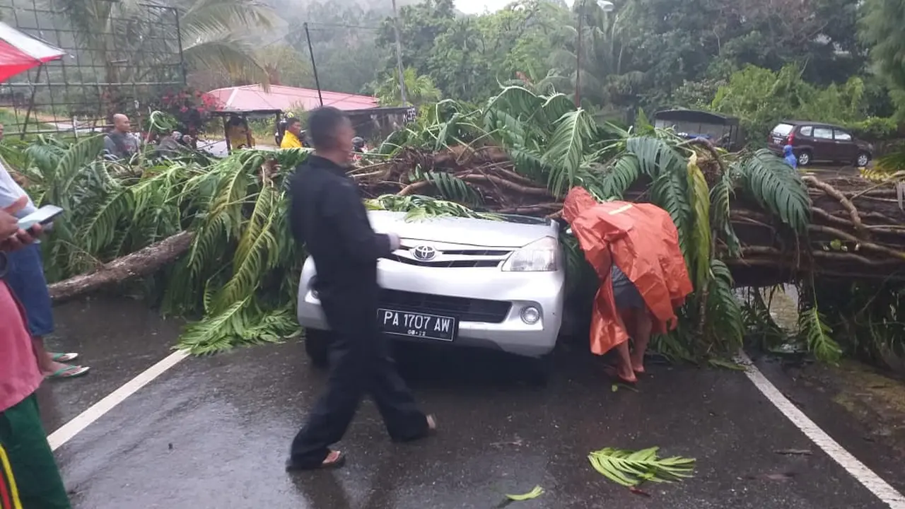 Pohon tumbang di Jayapura