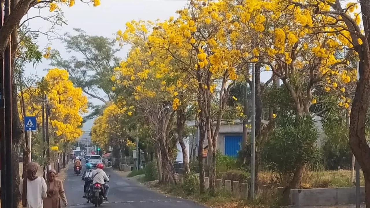Fenomena pohon Tabebuya mengeluarkan air bak hujan gerimis ini terjadi selama dua malam berturut-turut. Setiap malam, kawasan sekitar pohon dikerumuni banyak orang yang penasaran.