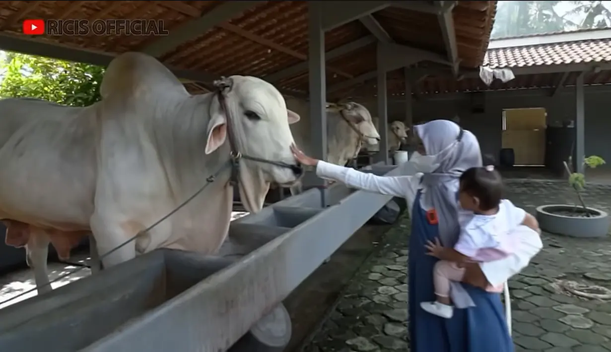 Untuk mencari sapi sesuai dengan keinginannya,  perempuan seorang anak itu sampai mengunjungi peternakan yang berada di kawasan Yogyakarta, Jawa Tengah. [Youtube/Ricis Official]