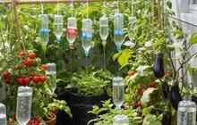 Cara Berkebun di Teras Minimalis, 7 Kebun Sayur Tetap Subur Tanpa Siram Harian