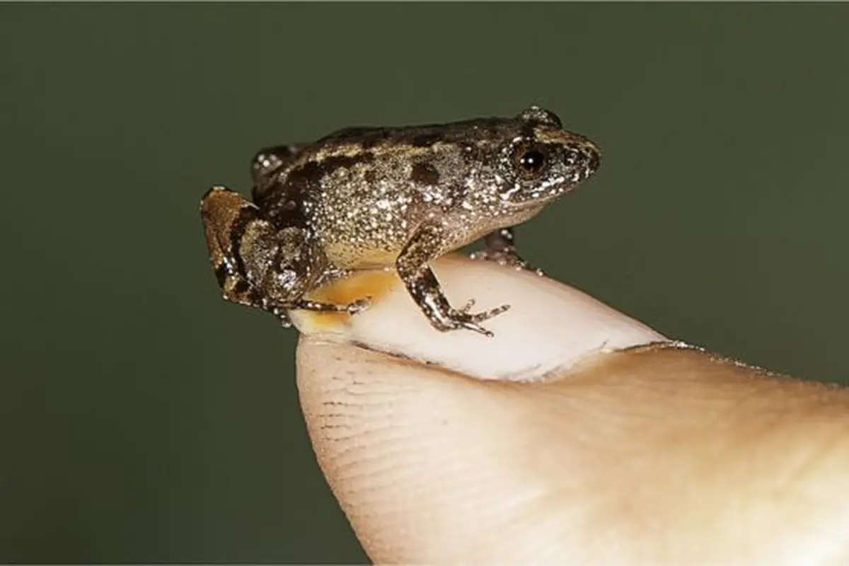 Gawat, 10 Persen Katak Khas Indonesia Terancam Tinggal Nama