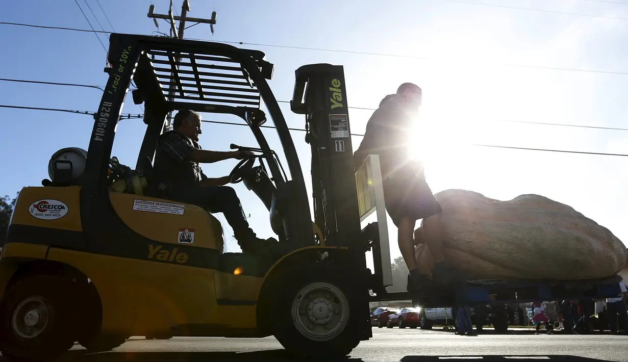 Pekerja menggunakan forklift untuk memindahkan labu pada kontes Safeway World Championship Pumpkin Weigh-Off ke-42 di Half Moon Bay, California, Senin (12/10). Acara tahunan tersebut memperlombakan hasil panen berupa labu raksasa. (REUTERS/Stephen Lam)