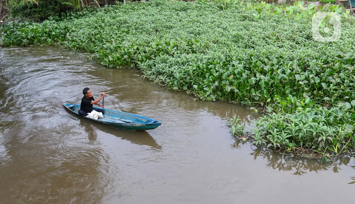 Program musiparian juga menargetkan pengurangan tutupan eceng gondok di permukaan perairan sebesar 70% hingga akhir 2026. (Liputan6.com/Herman Zakharia)