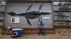 Seorang staf memperbaiki warna pada sebuah fosil yang dipajang di Hintze Hall, Museum Sejarah Alam, London, Inggris, Senin (27/7/2020). Museum Sejarah Alam London akan kembali dibuka mulai 5 Agustus mendatang. (Xinhua/Han Yan)