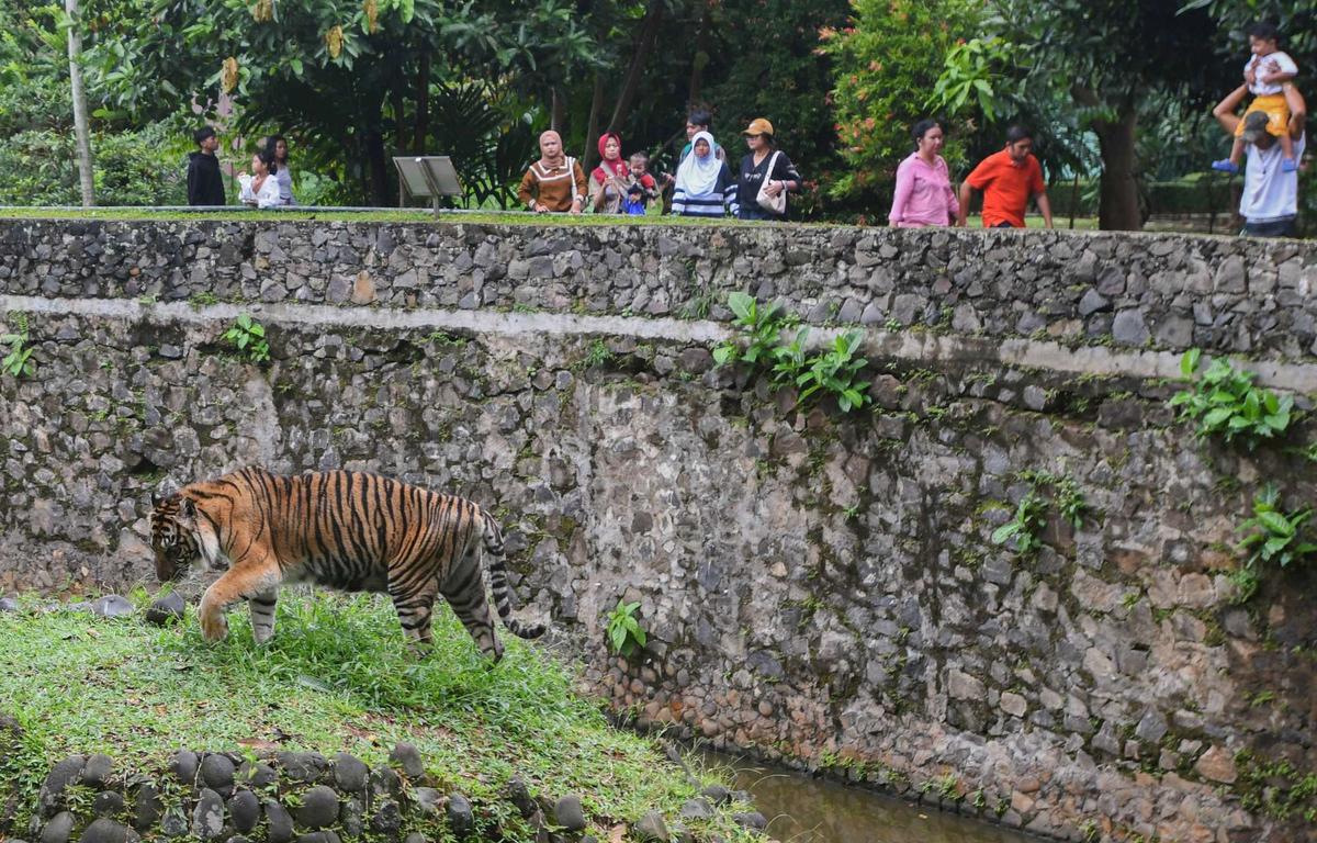 Ragunan Dibanjiri Puluhan Ribu Pengunjung di Hari Kedua Lebaran