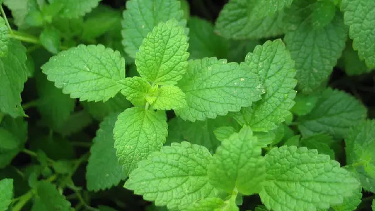 Dari Sukulen hingga Strawberry, 7 Pilihan Tanaman untuk Menyulap Halaman Jadi Cantik dan Produktif