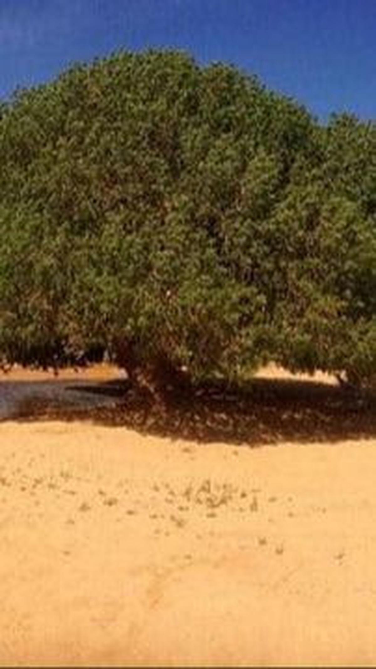 Pohon ini dijuluki juga sebagai 'The Only Living Sahabi', artinya sahabat Nabi yang masih hidup hingga saat ini.