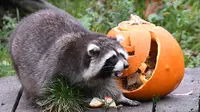 Seekor rakun berjalan di samping labu berisi makanan saat perayaan Hari Halloween di kebun binatang di Hanover, Jerman, Kamis (25/10). (Peter Steffen/dpa/AFP)