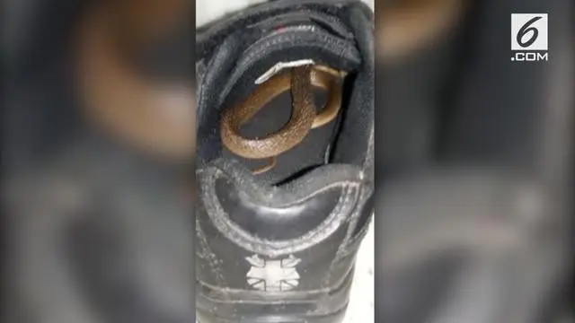 6 Momen Ular Sembunyi di Dalam Sepatu, Bikin Merinding