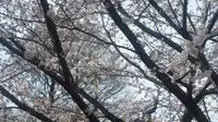 Bunga Sakura Jepang. Foto: Chrysanthi Tarigan