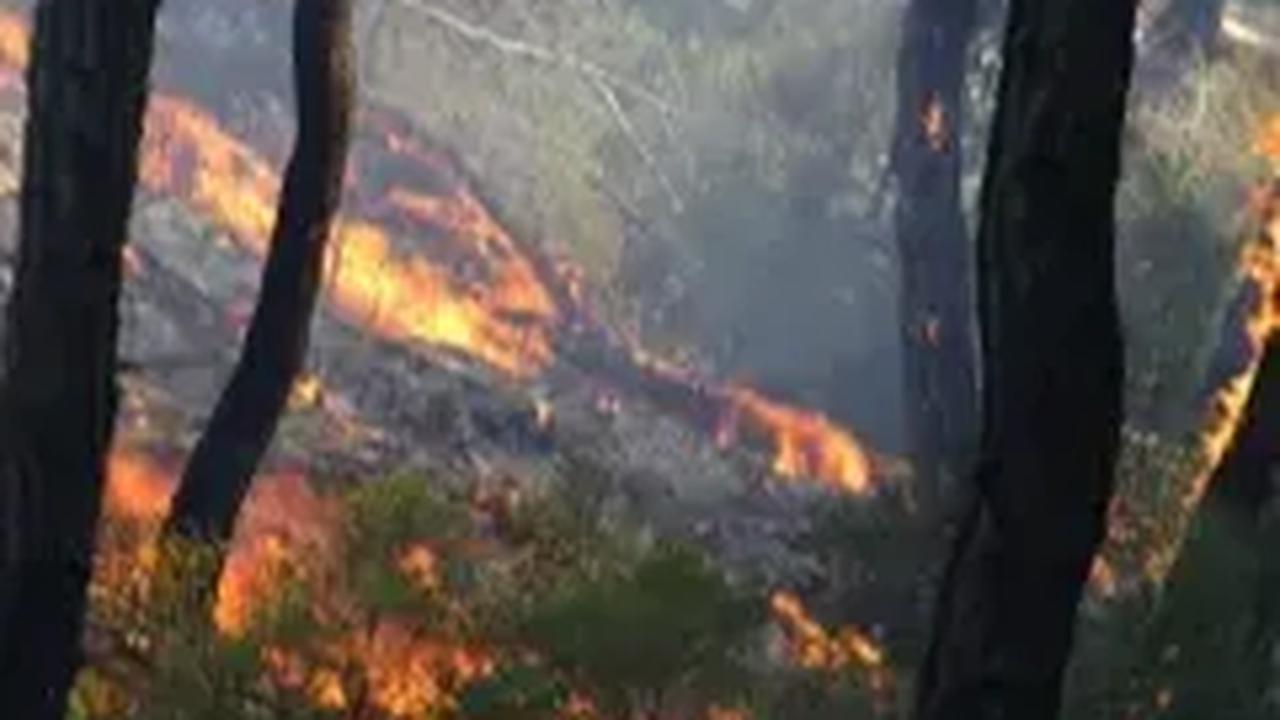 KLHK menilai, banyak hal yang menjadi penyebab menurutnya angka deforestasi di Indonesia.