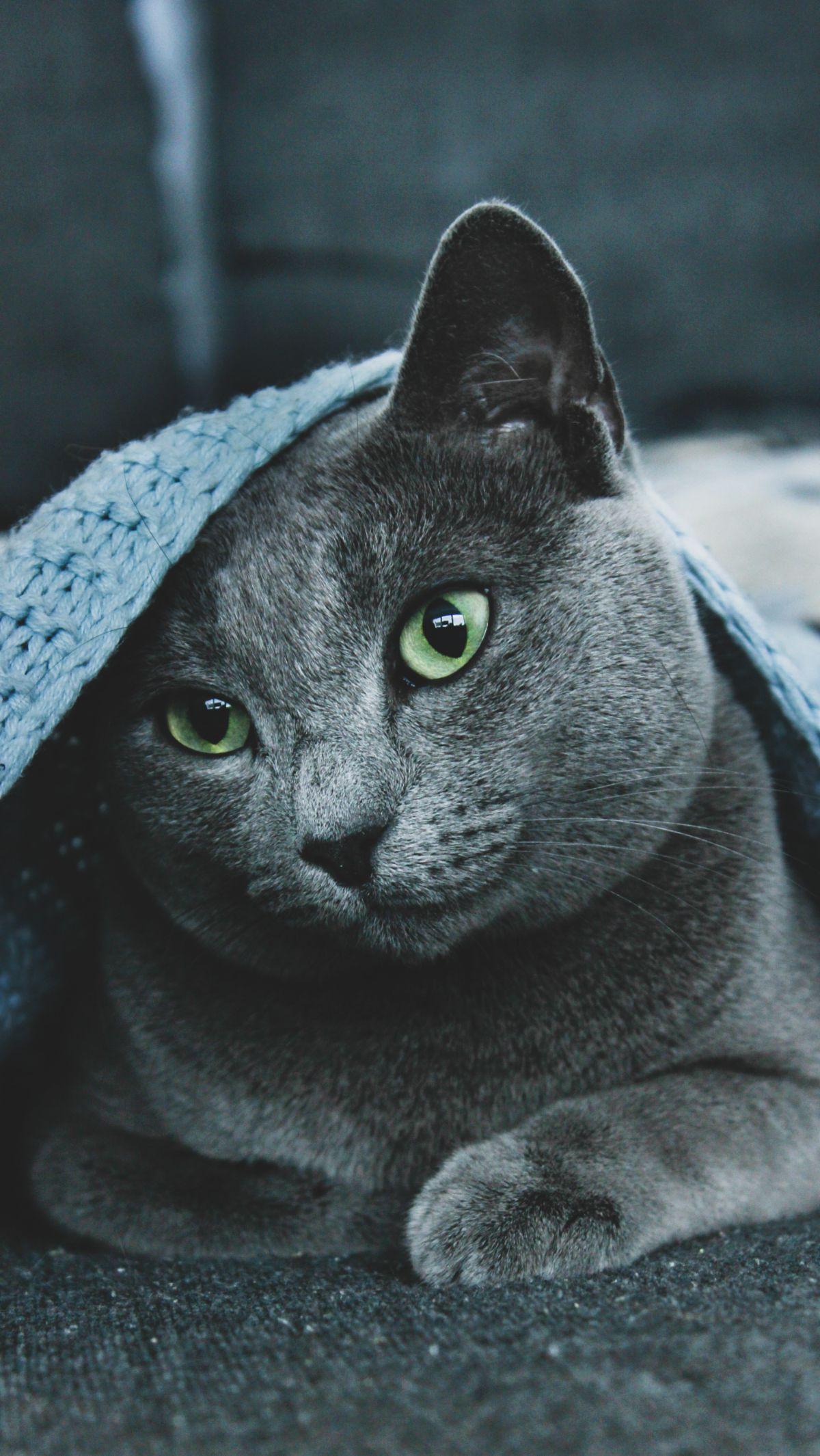 Kucing memiliki berbagai jenis yang memiliki ciri khas unik, salah satunya adalah kucing dengan ekor yang melengkung atau bengkok. Fenomena ini telah menjadi sorotan banyak penggemar kucing dan peneliti hewan. Kucing-kucing ini memiliki pesona tersendir