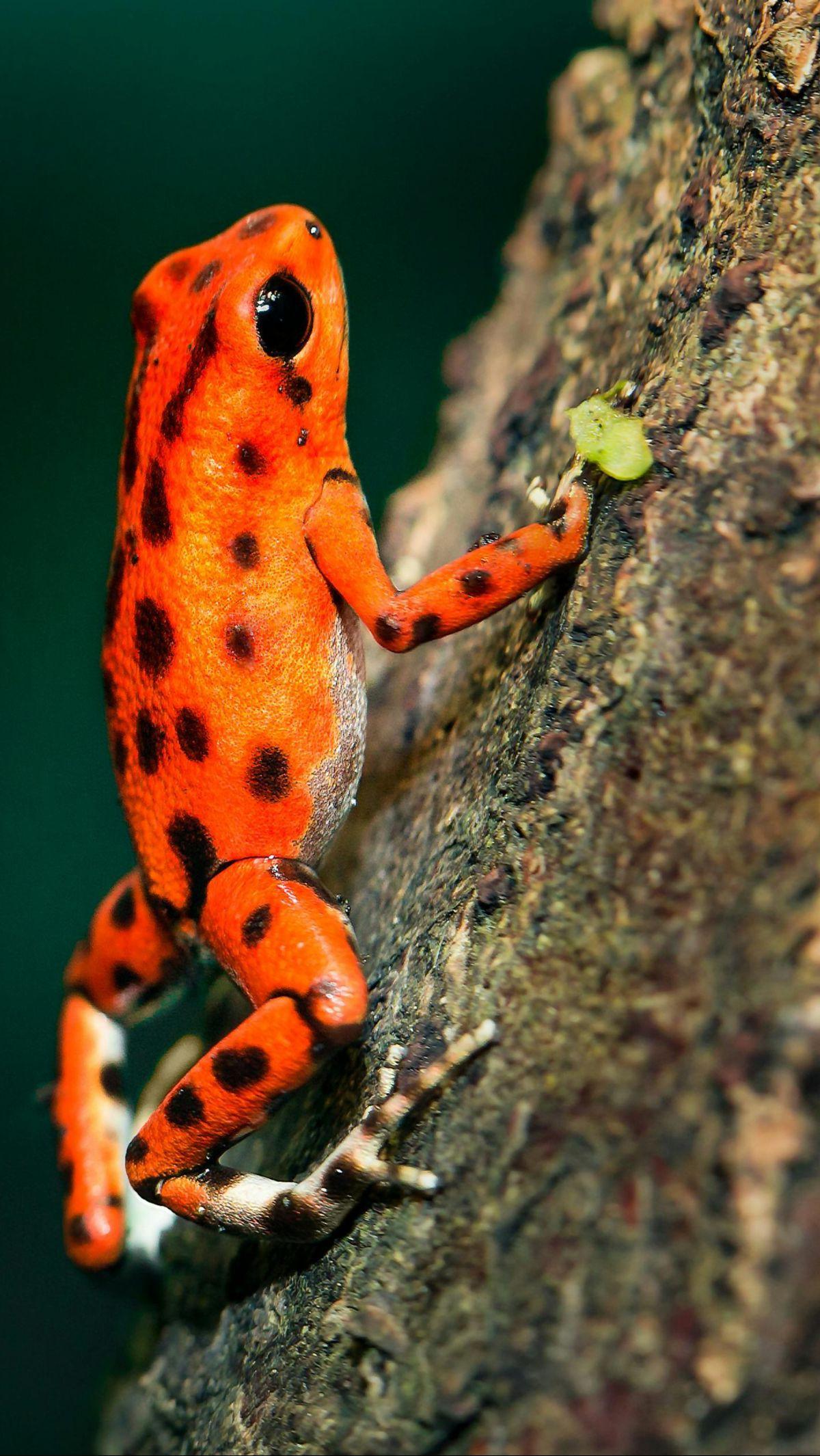 <b>Katak Perairan Tawar</b>