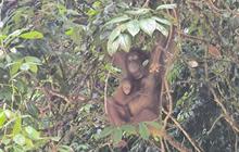 Saat Hutan Terbakar, ke Mana Orangutan Harus Pergi?