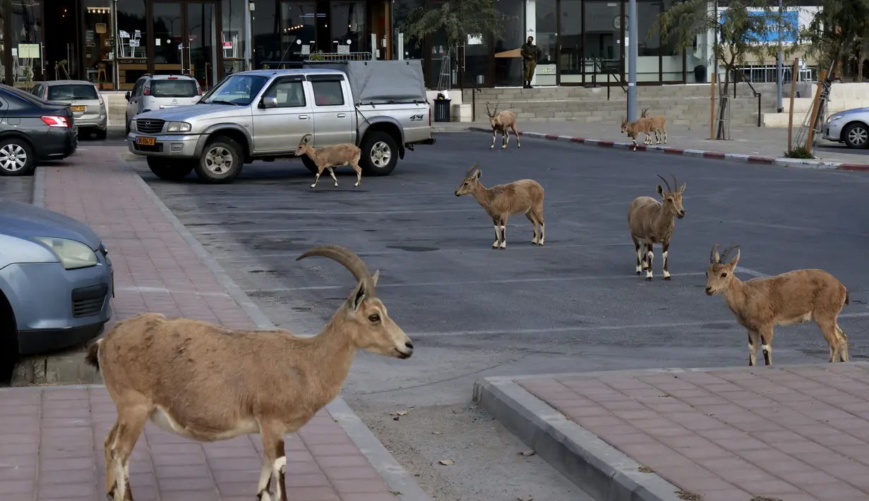 Nubian ibexes, sejenis kambing gurun, berkeliaran di jalanan selama ockdown di Kota Mitzpe Ramon, Israel (4/2/2021). Penerapan lockdown ini membuat kambing gurun berkeliaran di tengah kota ketika warga dibatasi aktivitasnya. (AFP/ Menahem Kahana)