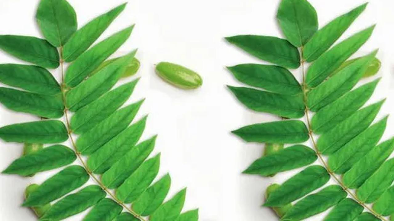 Kandungan vitamin C dalam daun belimbing wuluh ternyata dapat menjadi sekutu terbaik bagi kesehatan kulit.