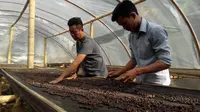 Kopi Premium asal Kabupaten Kepahiang Bengkulu mulai dilirik para penikmat kopi Eropa (Lipuatn6.com/Yuliardi Hardjo)