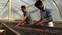 Kopi Premium Kepahiang Bengkulu Tembus Pasar Eropa