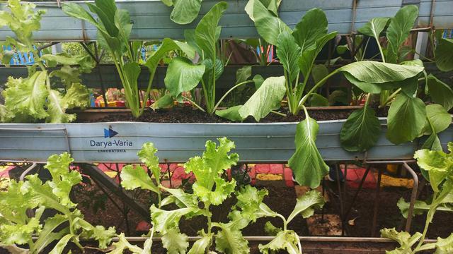 Selada dan Sawi yang menjadi pilihan tanaman organik di Desa Darya-Varia di Cicadas, Kabupaten Bogor, Jawa Barat.