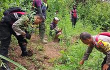Polisi Temukan 4.338 Tanaman Ganja di Lereng Semeru