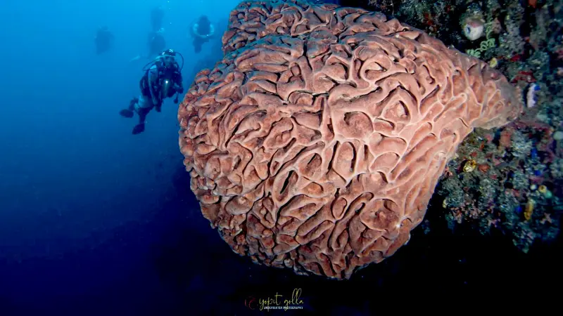 Keindahan Salvador Dali di bawah laut Pulau Monduli Boalemo. Foto: Yopit Jhoke (Arfandi Ibrahim/Liputan6.com)