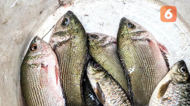 Ikan air tawar, ikan sepat