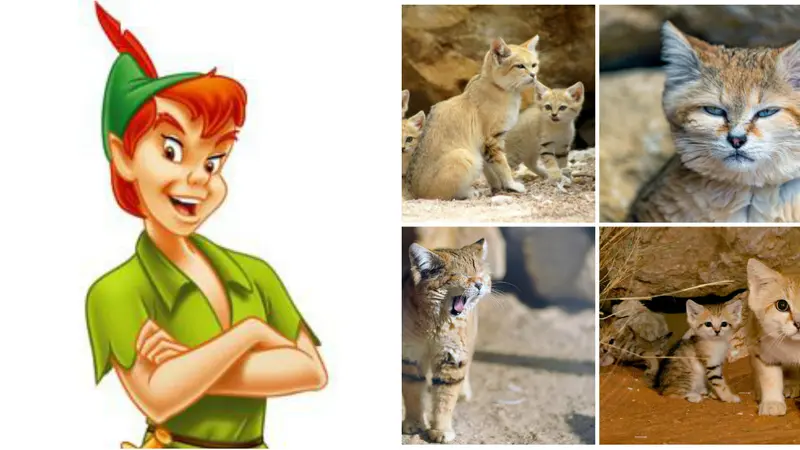 Kucing Imut Mirip 'Peter Pan' 