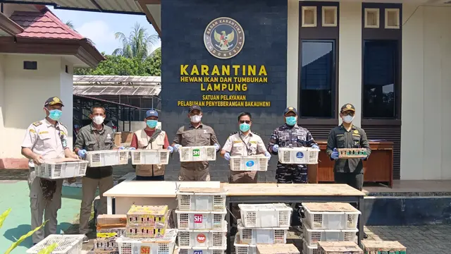 Aksi Kejar-kejaran di Bakauheni: Petugas Temukan 620 Burung Tersembunyi di Dalam Bus Palembang-Bekasi