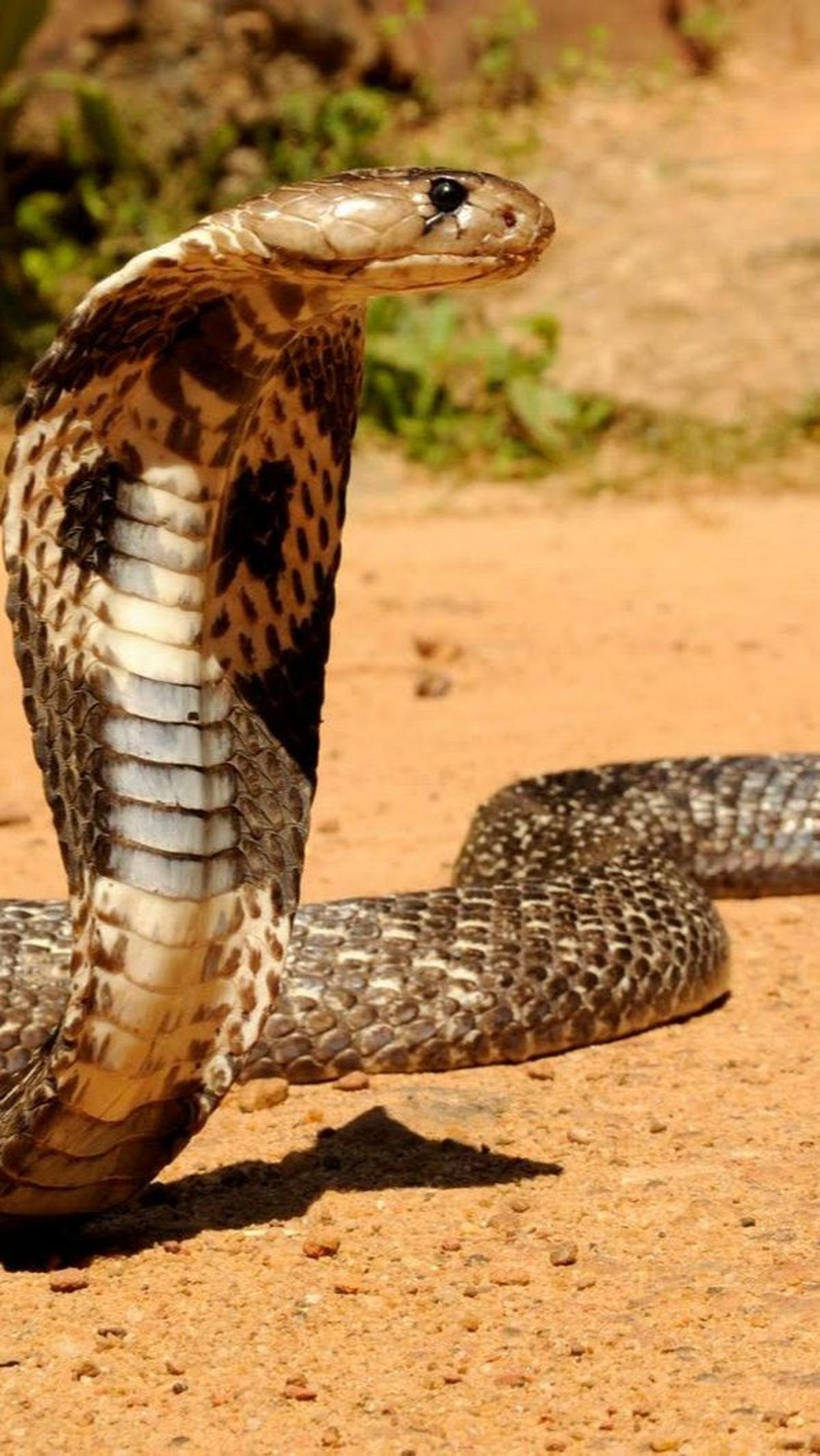 Sedangkan King Cobra 
 memilika Kecepatan Maksimum: 12 mph