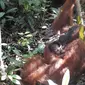 Bayi orangutan jantan di Suaka Margasatwa Lamandau. (dok. BKSDA Kalteng)