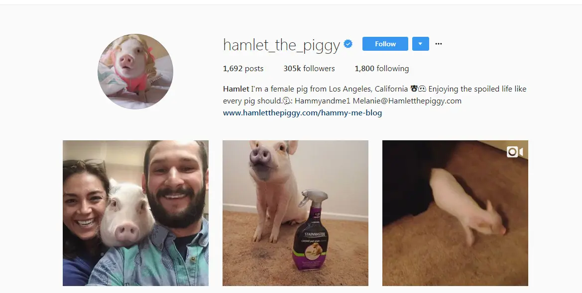 Akun Instagram Hamlet the Piggy (Sumber: Instagram/ @hamlet_the_piggy)