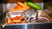 Bahaya Makanan Bekas Gigitan Tikus, Bisa Sebabkan Gagal Ginjal hingga Kematian