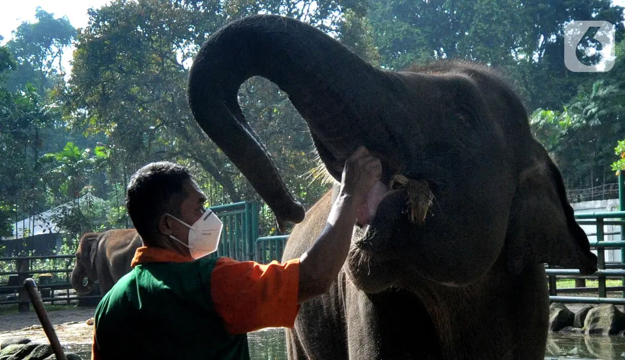 Penjaga kandang memberi makan Gajah Sumatera (Elephas Maximus Sumatranus) di Taman Margasatwa Ragunan (TMR), Jakarta, Selasa (23/2/2021). Walau masih tutup akibat pendemi COVID-19, pelayanan terhadap satwa di TMR tetap berjalan setiap hari dan sesuai protokol kesehatan. (merdeka.com/Arie Basuki)
