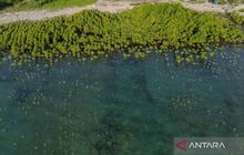 Tahukah Anda? KLHK Susun Peta Zonasi Mangrove untuk Rehabilitasi 600 Ribu Hektare Hutan Bakau Indonesia