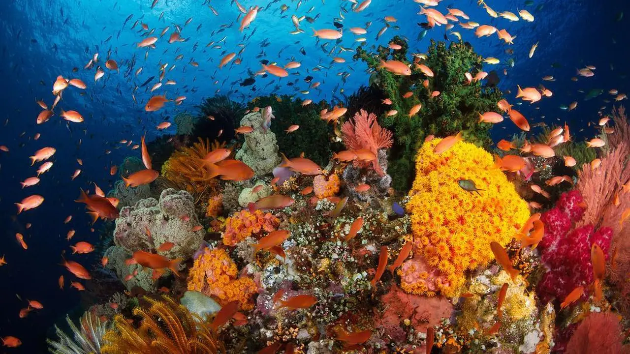 Bunaken Island