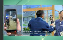 Penampakan Sapi Kurban Nagita Slavina Setinggi Dua Meter, Beda Banget sama Punya Baby Lily yang Kecil Mungil