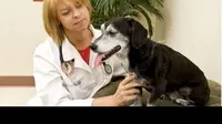 Anjing yang ditangani akupuktur oleh dokter hewan. (Sumber: Boldsky)