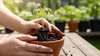 Menanam Tomat di Pot Kecil agar Berbuah Lebat, Tips Praktis untuk Panen Melimpah