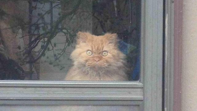 kucing berwajah galak