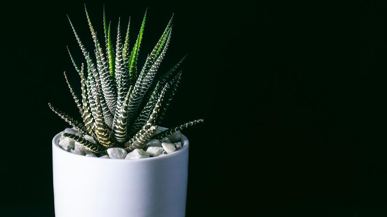 Haworthia