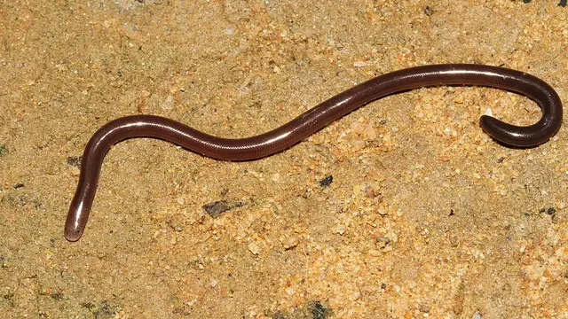 Ular kawat (Wikipedia.org)
