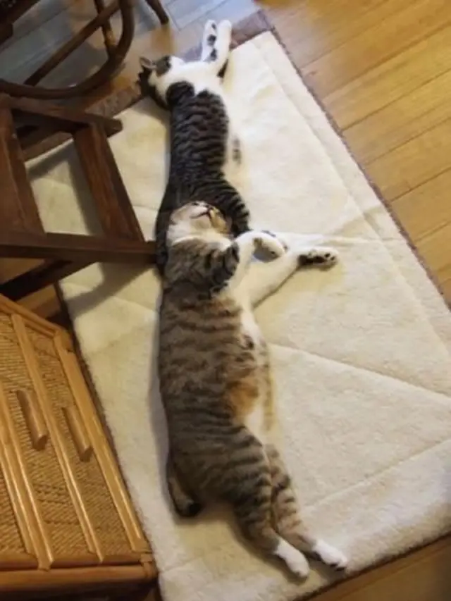 7 Potret Kucing Tidur dengan Pose Super Nyeleneh, Dijamin Bikin Ketawa