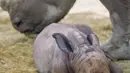 Seekor bayi badak bernama Mosl, dan induknya, Tala, di kandang mereka di taman zoologi Amneville, di Amneville, Prancis timur, pada 15 Oktober 2021. Bayi badak jantan seberat 50 kg yang lahir pada 6 Oktober dari program konservasi untuk spesies tersebut. (JEAN-CHRISTOPHE VERHAEGEN / AFP)