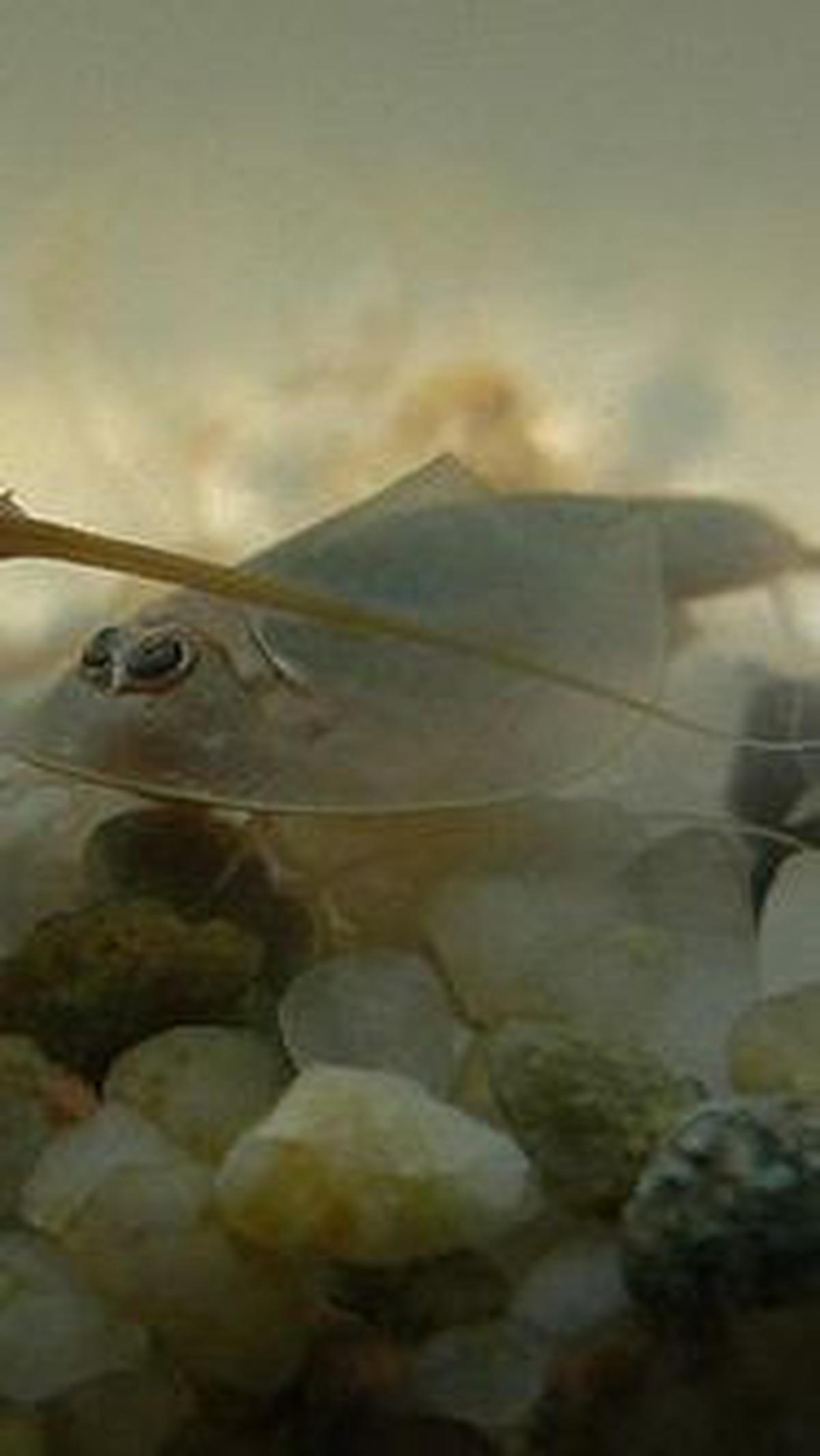 3. Udang Kecebong<br>