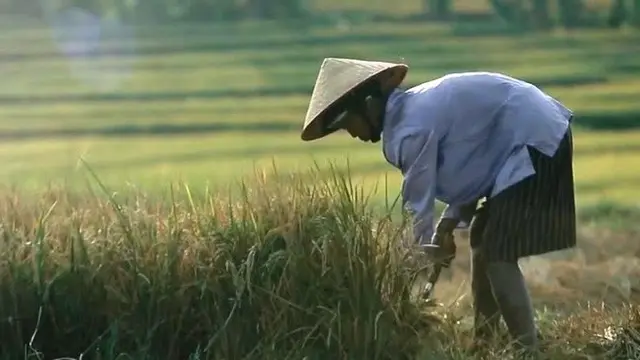Pertanian Indonesia